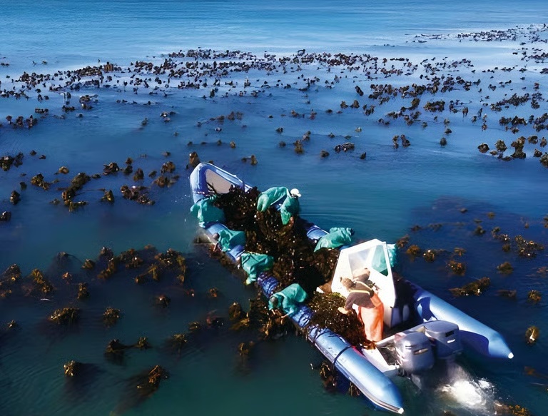 CT Ocean Kelp Coastal Processing Operations