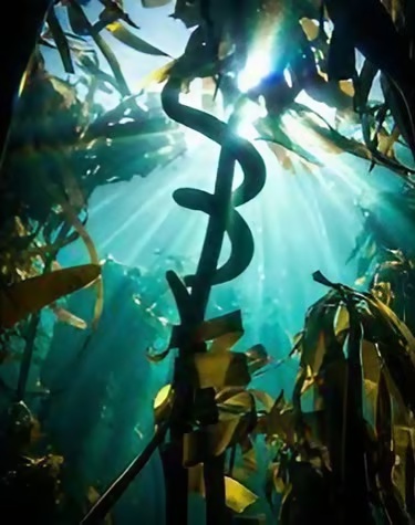 Unlocking Agricultural Potential with Premium South African Seaweed Solutions