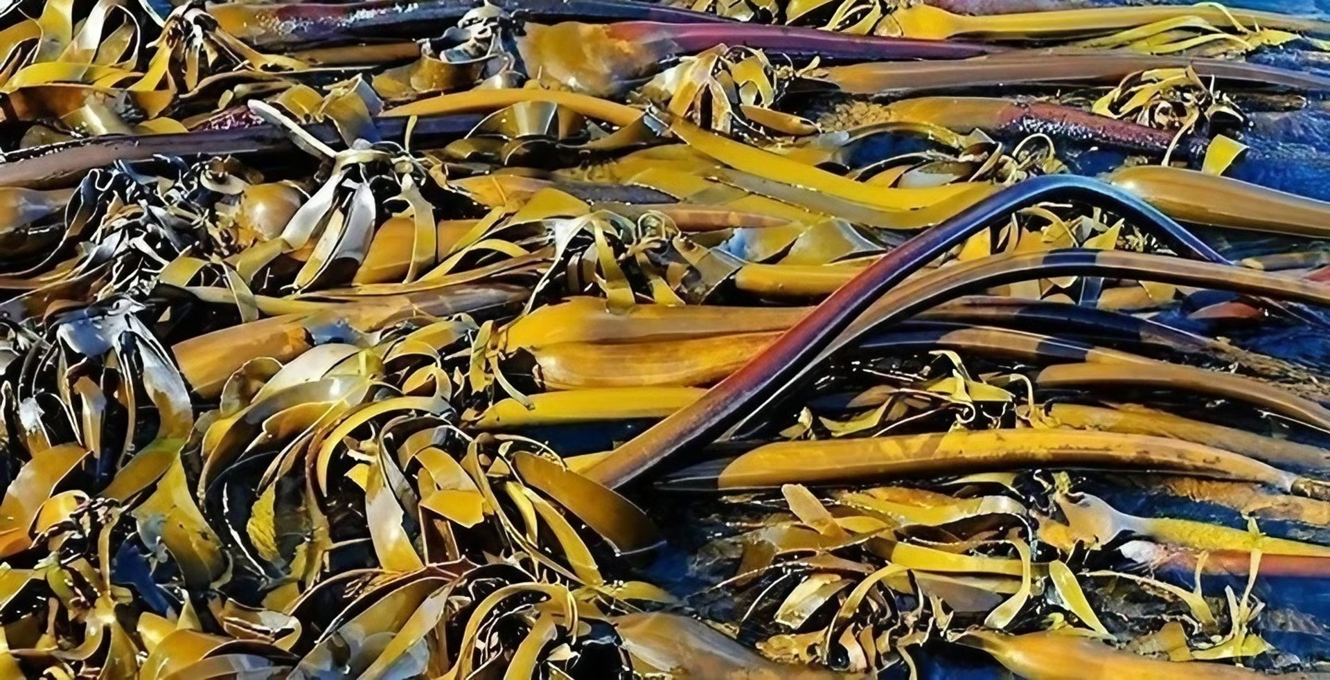 Ecklonia Maxima Cape Kelp Forest Divider