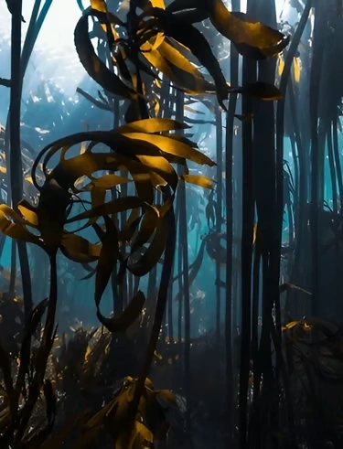 Discover Premium South African Seaweed Solutions for Agriculture Success