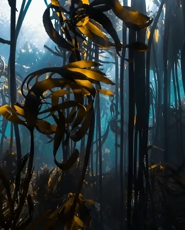 Pristine Ecklonia Maxima Marine Habitat